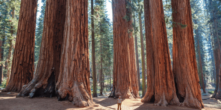 Trump Administration Repeals Longstanding Forest Protection Rule